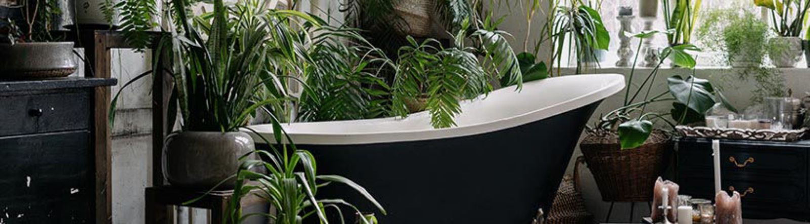 Bien choisir sa plante pour salle de bain